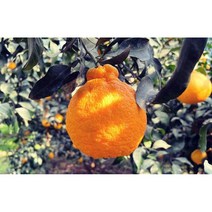 한라봉 제주도 농산물 1등 제주직송 가정용 선물용무료배송 3kg 5kg 10kg, 가정용 (소,중과)10kg