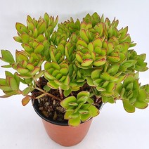 천구지묘 물이들면 예뻐지는 다육식물683 랜덤발송, 단품