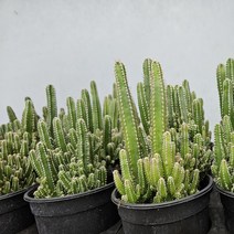 귀면각 중품 15cm, 1개