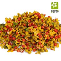 총명식품 노박덩굴열매 100g