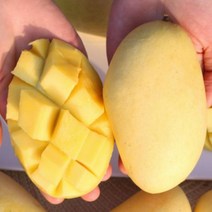 태국 남독마이 망고 골드망고 2.5kg 선물 세트 보자기포함 (항공), 1개, 상세페이지 참조, 상세페이지 참조