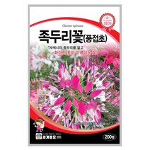 풍접초 족두리꽃 씨앗 200립 A0297