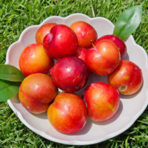 고당도 과즙팡팡 추희자두 2kg 4kg 대과, 4kg(이번주한정특가)_혼합과, 1개