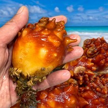 [여수직송] 최고급 제철 멍게 횟감 회 활 깐 생물 2kg 3kg 5kg, 깐멍게3kg (손질후900kg), 뿔소라3kg