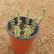 [다육식물]작은별세덤, 1개
