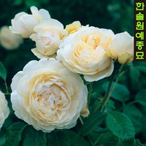 고급 영국장미(데이비드오스틴) 21종 특선, 21. 위즐리 2008