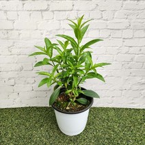 야래향나무 소품 야래향