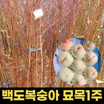 백도복숭아묘목1주 복숭아 결실주 복숭아묘목 결실주 과실수 원예