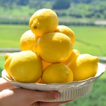 [산정] 상큼한 정품 팬시 레몬, 1_팬시레몬 5개(개당120g내외)