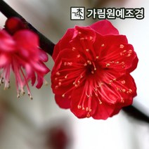 매화나무 홍매화 설중매 매화 가림원예조경, 홍매화나무 접목1년생