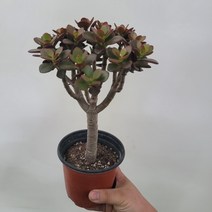무배특가 핫도그수형 외목대 다육이 염좌 염자 종형 30-50cm 75