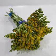 [서리풀플라워] 프리지아 1단=50줄기 / 강남고속터미널꽃도매시장 신선한 생화택배, 상, 주문기준 월수금 빠른날 택배출발