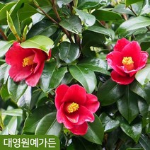 동백나무 4종 겨울꽃 무늬동백 인테리어식물 거실화분, 01. 무늬향동백 12cm포트