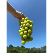 산지직송 고당도 샤인머스켓 망고포도 추석선물 명절선물, 특가)김천 샤인머스캣 1kg(2수)