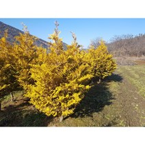 황금편백나무 키50-60cm포트 트리팜원예종묘, 1개