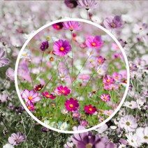 왜성코스모스씨앗 100g 키작은 코스모스씨 꽃씨 야생화종자