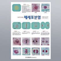 체세포분열(코팅)