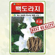 백도라지 씨앗 1000립 나물 산나물 약초 도라지 종자 씨 봄 여름 가을 도라지씨 AR