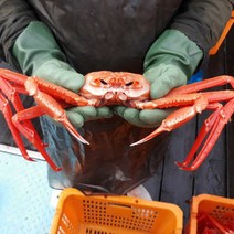 홍게 동해안 당일바리 고급 / 최상급 / 일반 홍게 마켓통 동해 자숙홍게, 연지홍게 다리모음 1kg