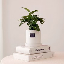 아침향기 실내공기정화식물 무광 원형화분 [화이트], 1개, (무광원형/화이트)오블리쿠아