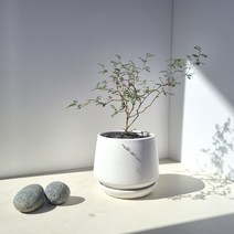 마오리소포라 인테리어식물 이국적인 감성 카페 거실 반려식물 - 플랜테리어, 식물만_기본 플라스틱화분