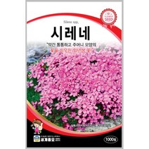 시레네 1000립 / 씨앗 종자 꽃씨 꽃밭만들기 화단만들기