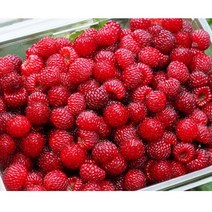냉동 산딸기생과 2kg / 국내산 고산지대 냉동 생산딸기 산딸기 열매 2022년산 농원 직송