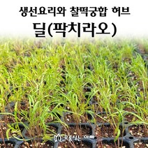 [모종심는아빠] 생선요리의 향신료 딜 팍치라오 모종, 모종36포트, 1개