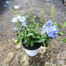 소예방 푸름바고 플럼바고 (중품) 파란꽃 예쁜식물 식물인테리어 반려식물 애완식물