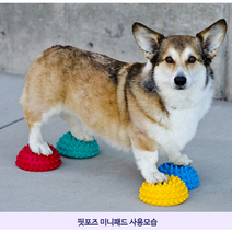 Fitpaws 핏퍼즈 강아지 훈련 노견 장난감 소형견 운동 짐볼 Paw Pods 세트