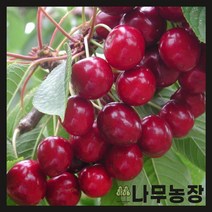 (나무농장) 체리 다렌대목 이중접목1년 ( 코랄샴페인 )