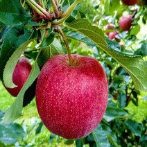 사과나무 이중접목부사(M26) 부사미야비(M26 대목 자근묘) 기둥사과나무, 사과나무 묘목 부사미야비(M26 대목 자근묘)