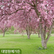 수사해당화 R3 개화주 서부해당화 수양해당화 정원수, 1개