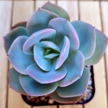 백봉 키우기 쉬운 예쁜 다육식물50 랜덤발송, 1개