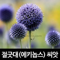 절굿대씨앗 절굿대 씨앗 에키놉스 씨앗 꽃씨 20알
