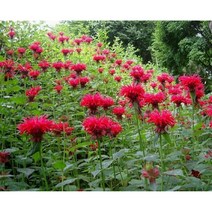 모나르다-파노라마레드(벨가못) 노지월동다년초 (묘종3개묶음) 허브 장기개화 규격8cm포트묘 꽃심야생화, 3개