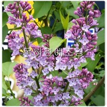 목하원예조경 라일락나무 묘목 (1미터전후) 개화주