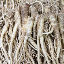 진생마트 국산 싱싱한 약도라지 세척도라지 소/중/대, 1개, 약도라지 중