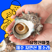 제주 해녀 뿔소라 자연산 뿔소라 6kg 3kg 캠핑요리 손님접대 특산물 제주 특산품, 자연산 3KG (3~4인분/24~36마리)