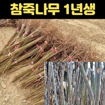 가죽나무 1년생 참죽나무 묘목 참가죽나무묘목