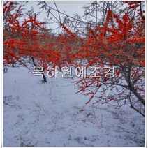 목하원예조경 비타민 나무 묘목 (심추홍) (암1주+숫1주)2주1세트