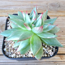 (숙이네다육이야기)778-마리아금(소) 청정 남해 화분과 함께 배송