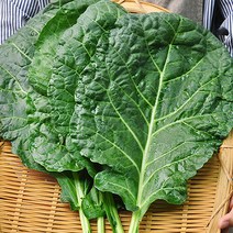 산지직송 담양직송 김상식님의 유기농 케일 1kg(즙용), 단품없음
