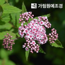 조팝나무 공조팝 장미조팝 설류화 황금조팝 삼색조팝, 스파클링 샴페인 4치포트(2개세트)