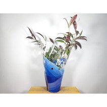 [나랑너랑꽃]애스키난서스 - 롱기카울리스 (호야 카이라이)