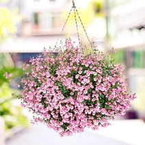 [모야모 꽃씨] 다이아시아(Diascia) 50립 씨앗