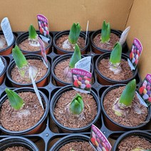 5개발송 식물도매 대량구매 구근 히야신스 색상랜덤 22, 1개