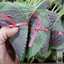 새벽들 밀양 깻잎 특품(1단 3단 50단(1.5-2kg)), 1봉