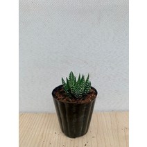 990 월동자 미니 소품 05~10cm