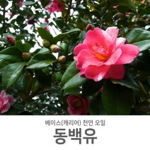 [제미니상사] 천연캐리어(베이스)오일 천연 화장품 비누 만들기, 동백유_500ml
